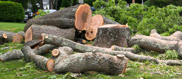 Trusted Shorewood, MN Tree Services Experts