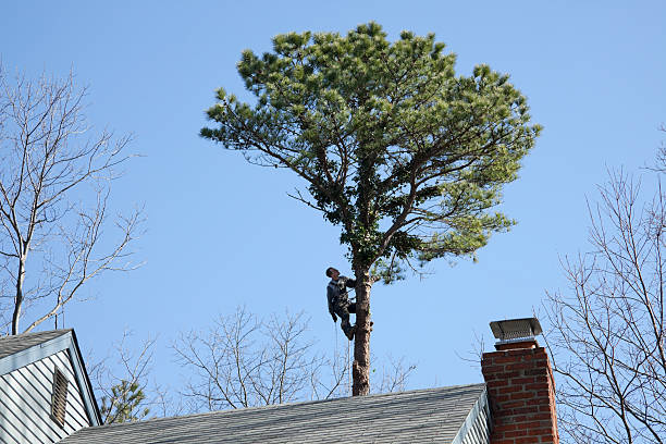 Best Tree Risk Assessment  in Shorewood, MN